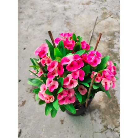 Cây giống Xương Rồng Bát Tiên - Trang Flower