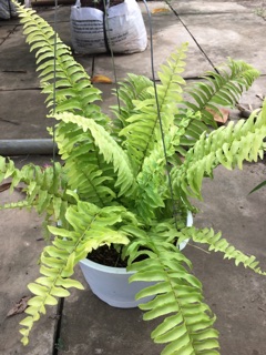 Cây dương xỉ thái