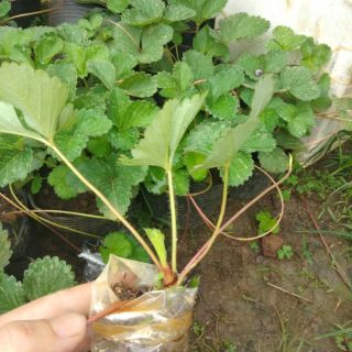 Combo 5 ngó dâu tây ,1 hương thảo,1 lá cẩm