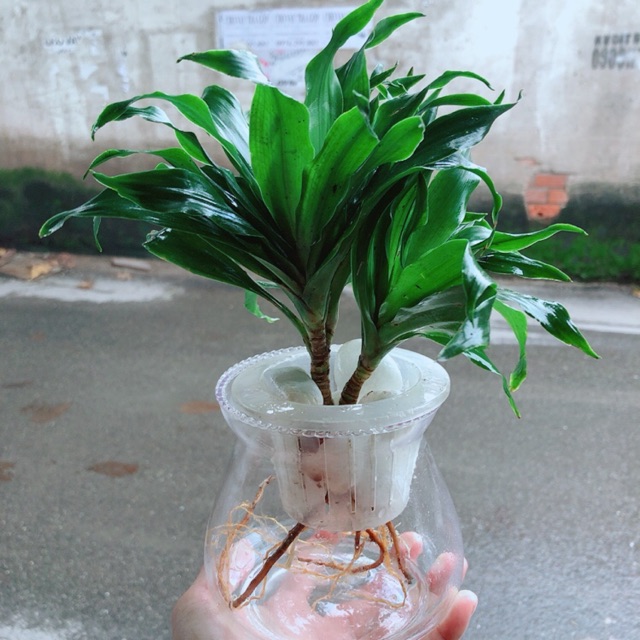 Chậu Cây Phát Tài Thuỷ Sinh