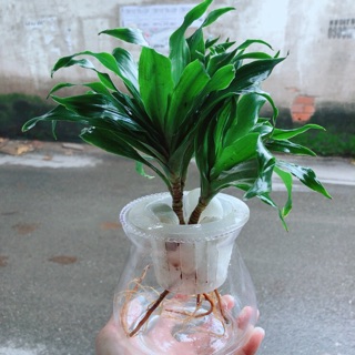 Chậu cây phát tài thuỷ sinh
