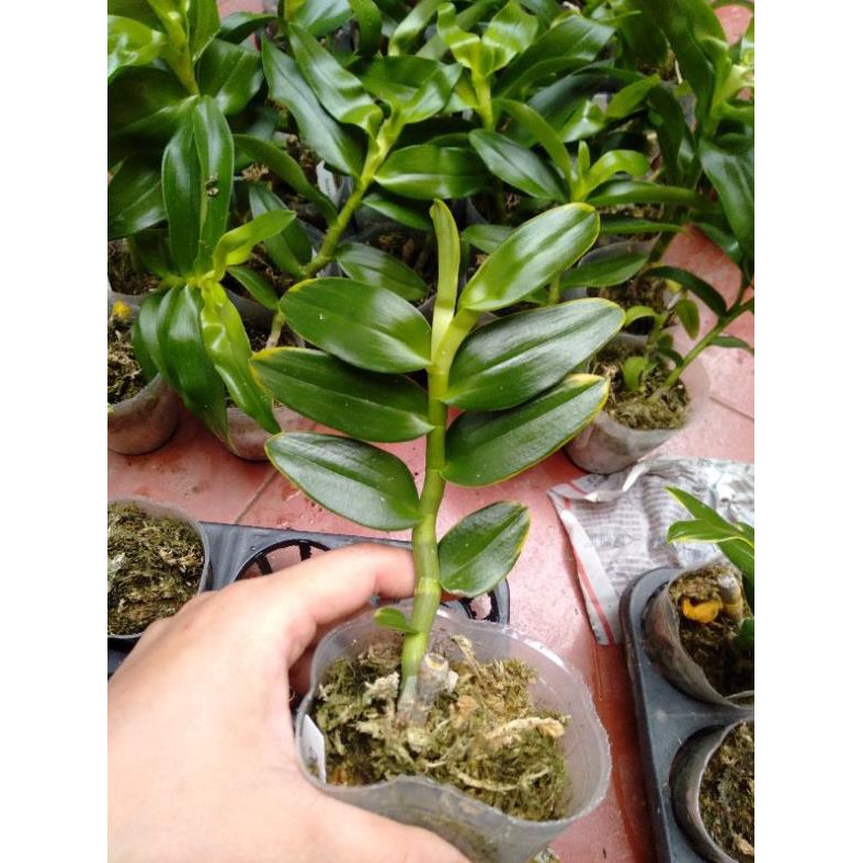 Hoa Phong Lan Trầm Rồng Đỏ