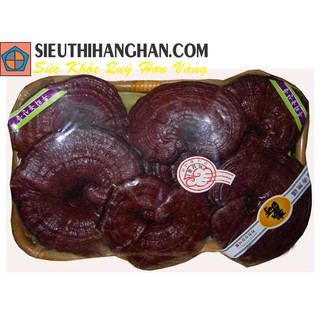 Nấm linh chi đỏ dạng khay hàn quốc