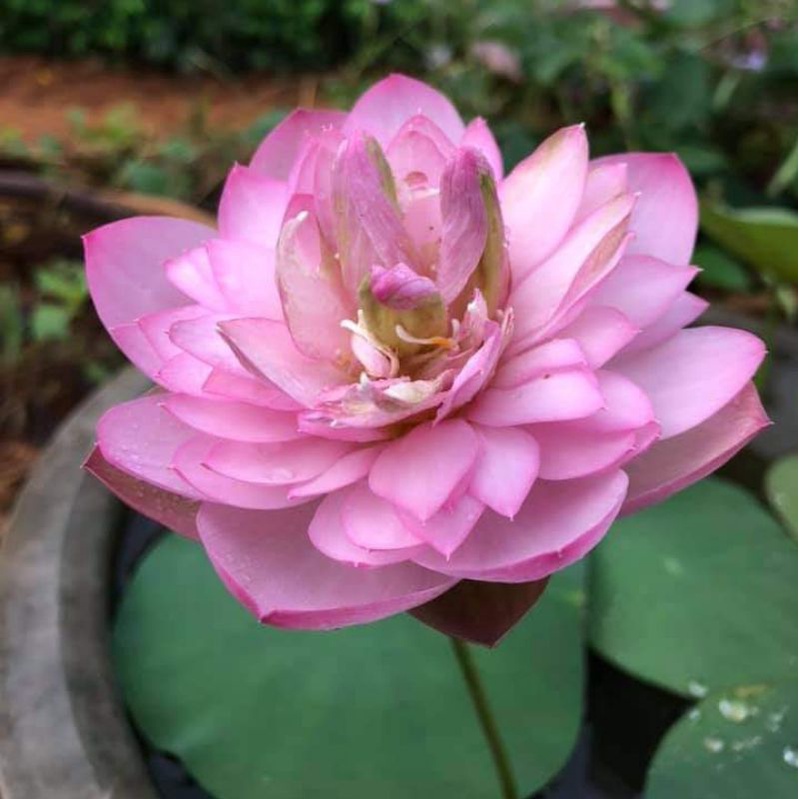 Củ Sen Thái pink Lady giống sen đáng được sưu tầm