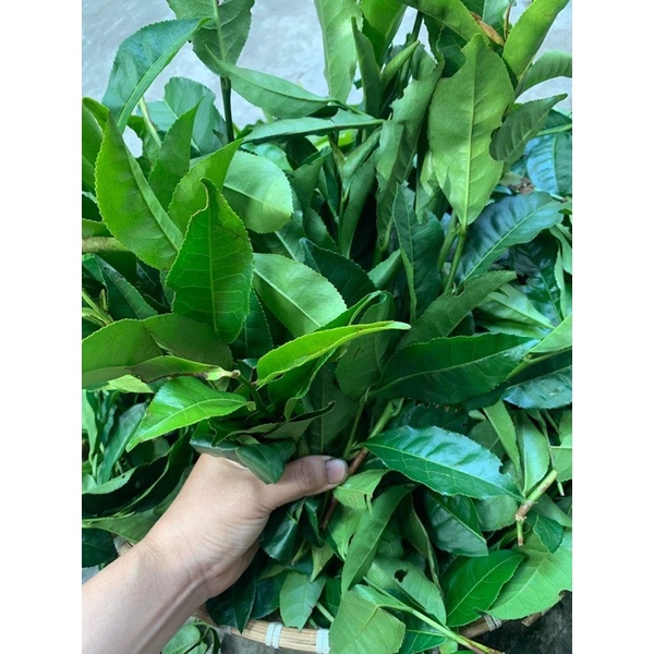 500g Lá trà  xanh tươi