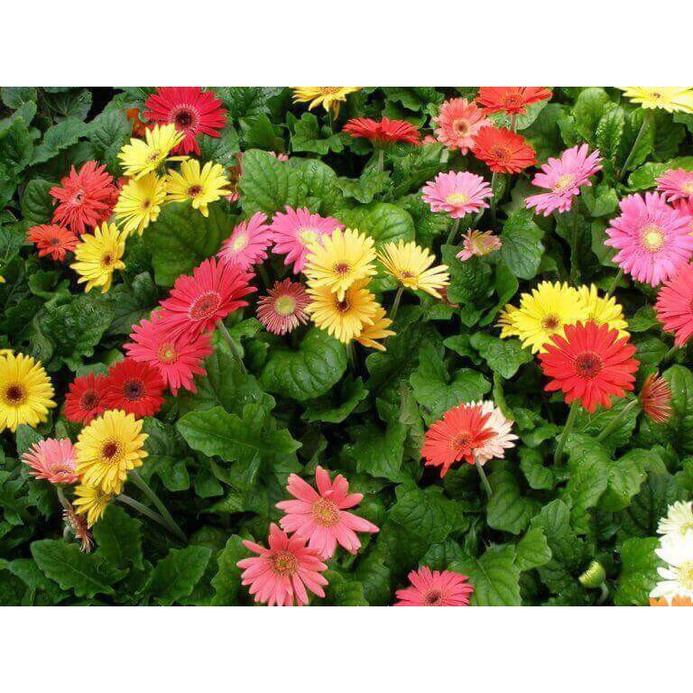 Gói 100 Hạt Giống Hoa Đồng Tiền Kép Lùn - Mix (Gerbera)