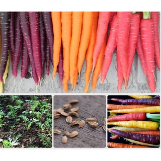 Hạt giống Củ cà rốt mix màu