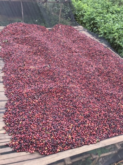 1kg cà phê nhân xanh Robusta Kon Tum S16 chưa rang