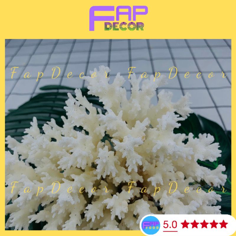 Bông Rạn Sạn Hô Nhánh Gai Trang Trí Bể Cá, Trang Trí Chụp Cảnh, Làm Đẹp Decor Phòng - FapFood