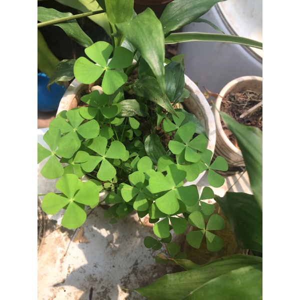 Cỏ bốn lá ( 4 lá, cỏ bợ )