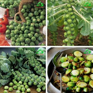 HẠT GIỐNG BẮP CẢI TÍ HON F1