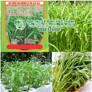 SALE off - Hạt giống rau muống cực đẹp.