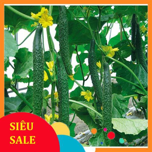 hạt giống dưa chuột kiếm nhật 15 hạt TẾT KHUYẾN MẠI