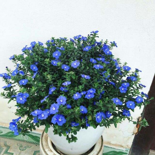 Hoa Thanh Tú - Chậu Hoa