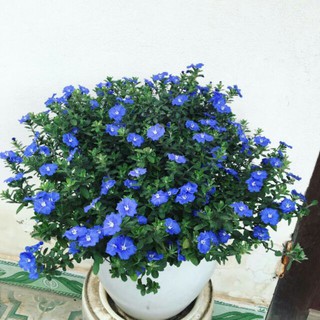 Hoa Thanh Tú - Chậu Hoa