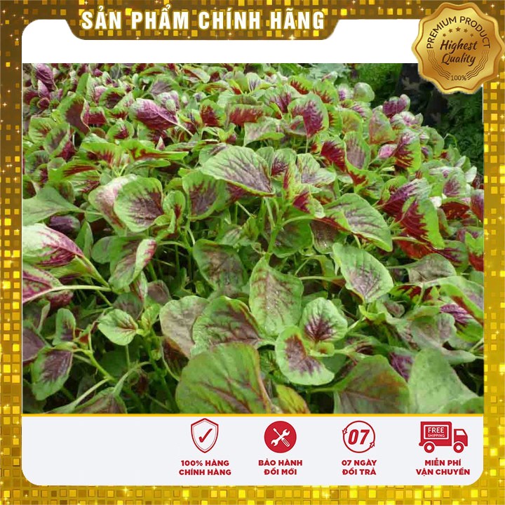 Hạt giống Rau Dền Nhiều Màu ( gói 20 gram)