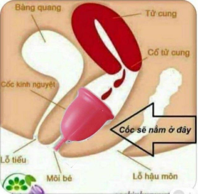 CỐC NGUYỆT SAN SIBELL PLUS HÀNG CHÍNH HÃNG