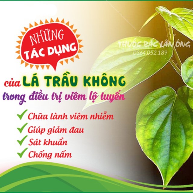 Bột Lá Trầu Không Nguyên Chất 100g