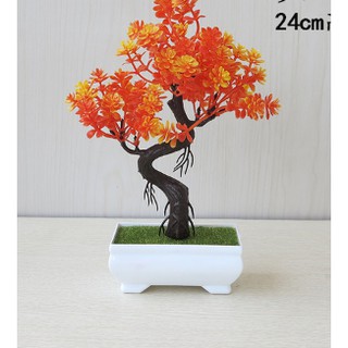 Chậu hoa bonsai phú quý để bàn