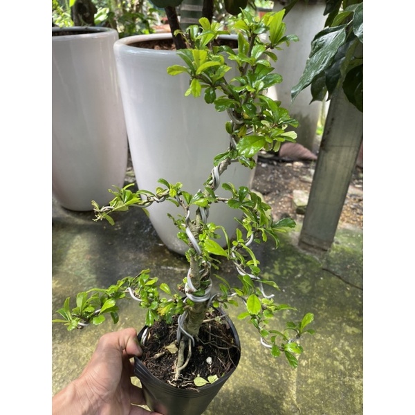 Cây Trà Phúc Kiến  bonsai