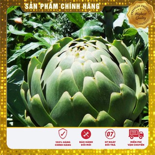 Hạt Giống ATISO Xanh vị thuốc quý