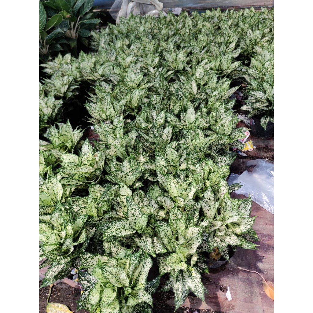 Cây ngọc ngân lá trắng xanh loại chậu bầu cao 30cm