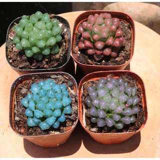 Bộ 4 cây sen đá Kim Cương 4 màu