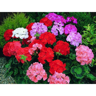 Hạt giống hoa Phong lữ thảo MIX MÀU