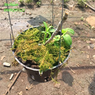 RÊU RỪNG TRỒNG LAN