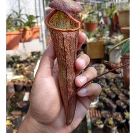 cây nắp ấm Nx Thorelii x Campanulata