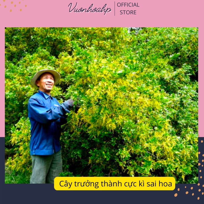 Cây hoa ngâu hoa vàng bụi to cao 50cm, dùng làm trà hoa ngâu, cây trang trí sân vườn, ảnh thật, lỗi 1 đổi 1