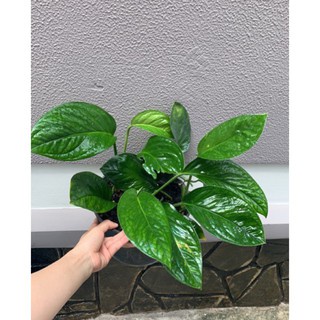 Trầu bà hạnh phúc size để bàn