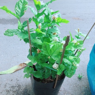 Cây hoa nhài có sẵn hoa