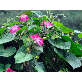Hạt Giống Hoa Bìm Bìm leo Mix - 50 hạtA
