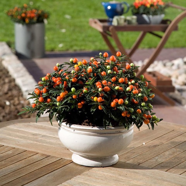 Hạt giống ớt cherry tròn ngũ sắc