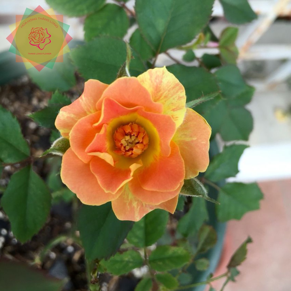 Cây hoa hồng ngoại Pur Caprice Nam Phi  tăc kè lộng lẫy - Hoa hồng Thăng Long Flower