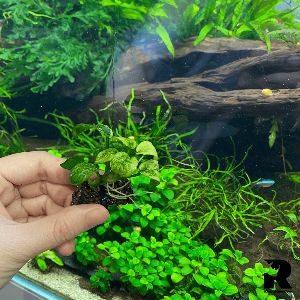 Giá Thể Trồng Cây Thủy Sinh NaPad Nâu - Thủy Mộc (Hộp 10 miếng) | Giá Thể Trồng Cây Chuyên Dụng Cho Hồ Thủy Sinh