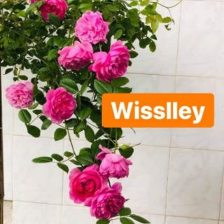 Hồng dễ trần 15 cây