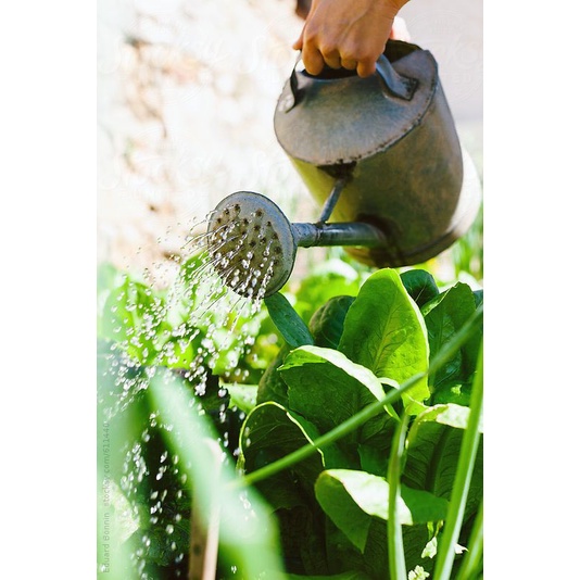 Phân đạm đậu nành  humic