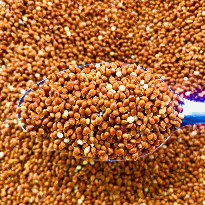 500g Hạt Kê Đỏ  cho Chim cảnh, Gà kiểng
