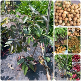 CÂY GIỐNG NHÃN ĐƯỜNG PHÈN [ SIÊU SỚM ].