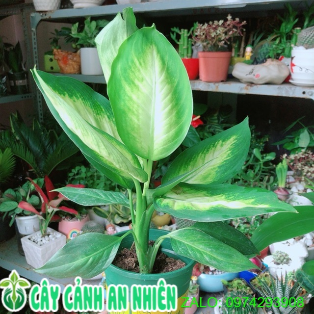 Cây Vạn Niên Thanh