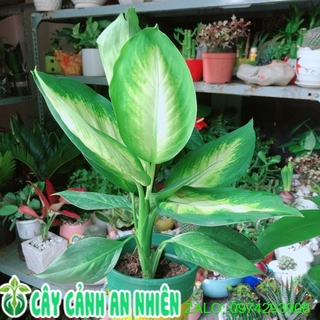 Cây Vạn Niên Thanh