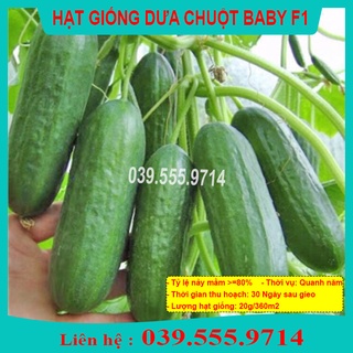 Hạt giống dưa chuột chùm siêu trái