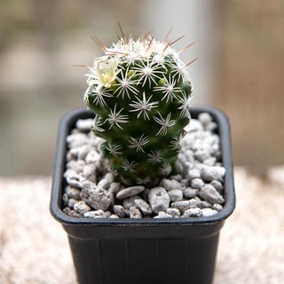 Đá bọt pumice 3-6mm, Đá rãi mặt sen đá, trộn giá thể