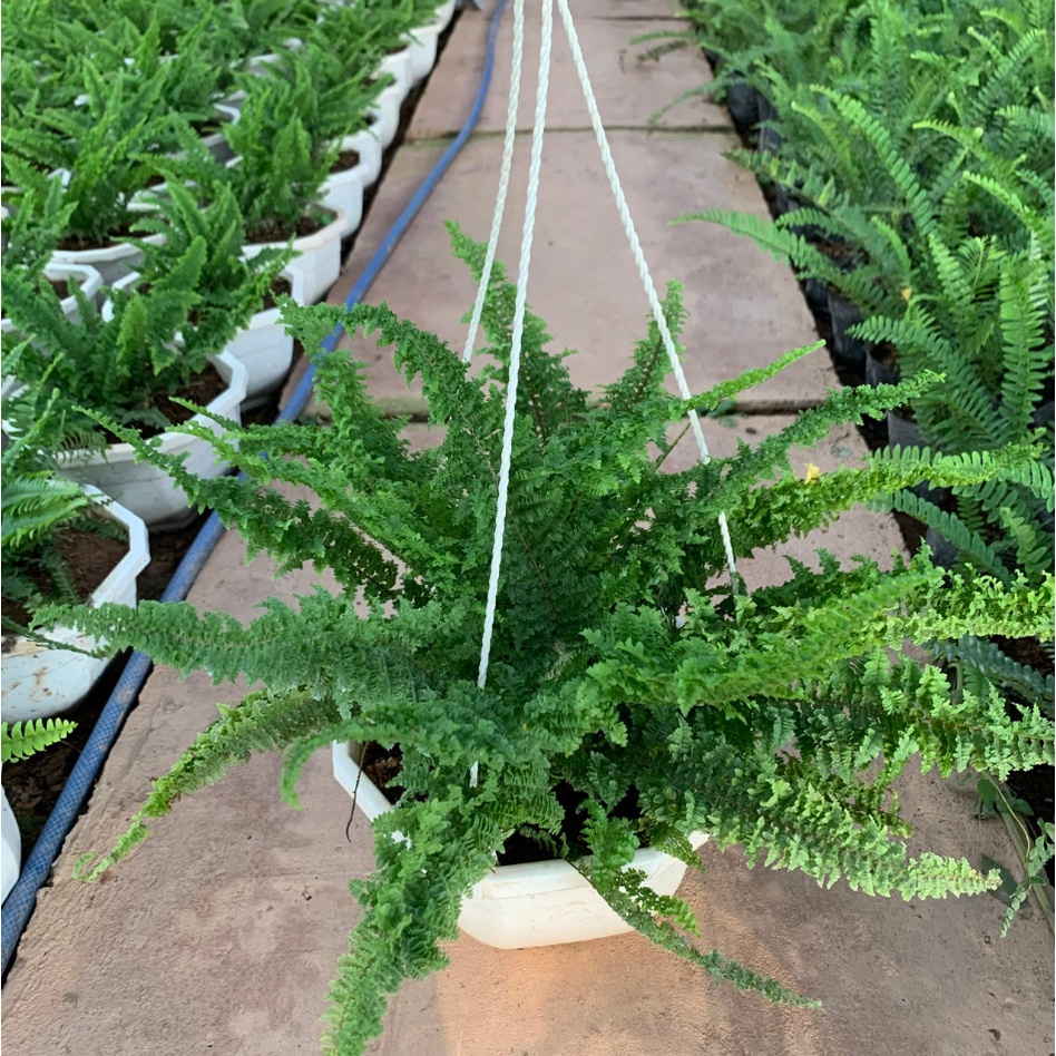 Cây dương xỉ xoắn trồng chậu treo bán kính 30cm, bụi cây xum xuê xanh bóng, trồng treo ban công và sân vườn