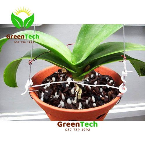 1kg Giá Thể Trồng Lan Cao Cấp Đã Xử Lý