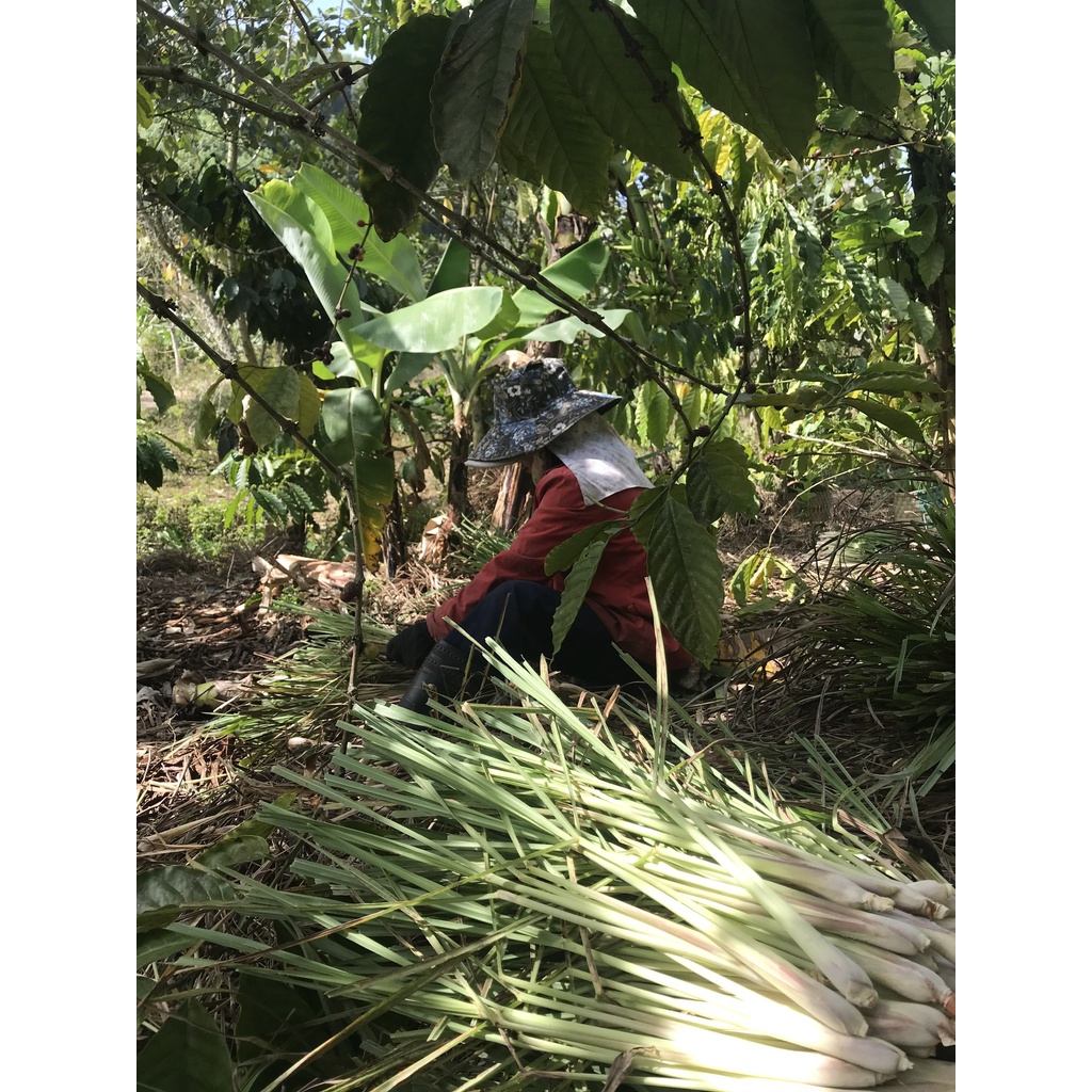 Nước cất sả nguyên chất An Hòa Farm chai 1000ml thơm hương sả tươi tự nhiên dùng để tắm gội lau nhà rửa chén đuổi muổi