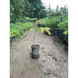 Cây Giống Gỗ Cẩm Lai