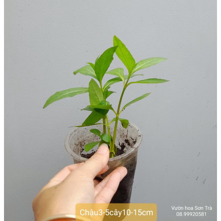Cây giống và đọt lá CỎ MỰC/NHỌ NỒI.
